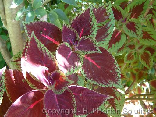 Coleus 1 